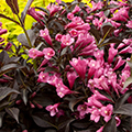 WEIGELA, DARK HORSE 2 GALLON