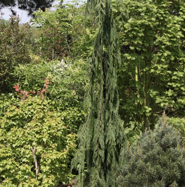 Jubilee False Cypress 15G Box