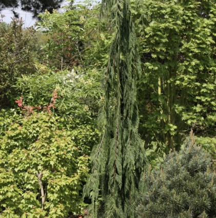 Jubilee False Cypress 15G Box