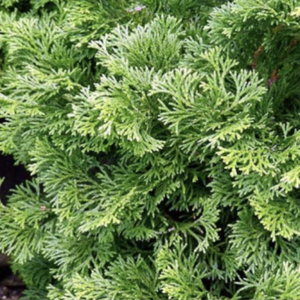 Dwarf Hinoki False Cypress 12"