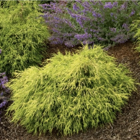 Sun Gold False Cypress 2G