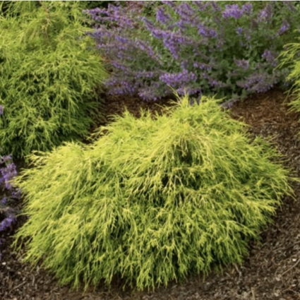 Sun Gold False Cypress 2G