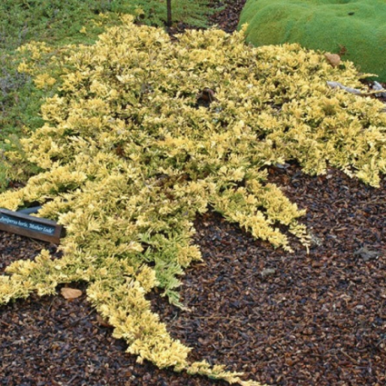 Mother Lode Juniper 1G