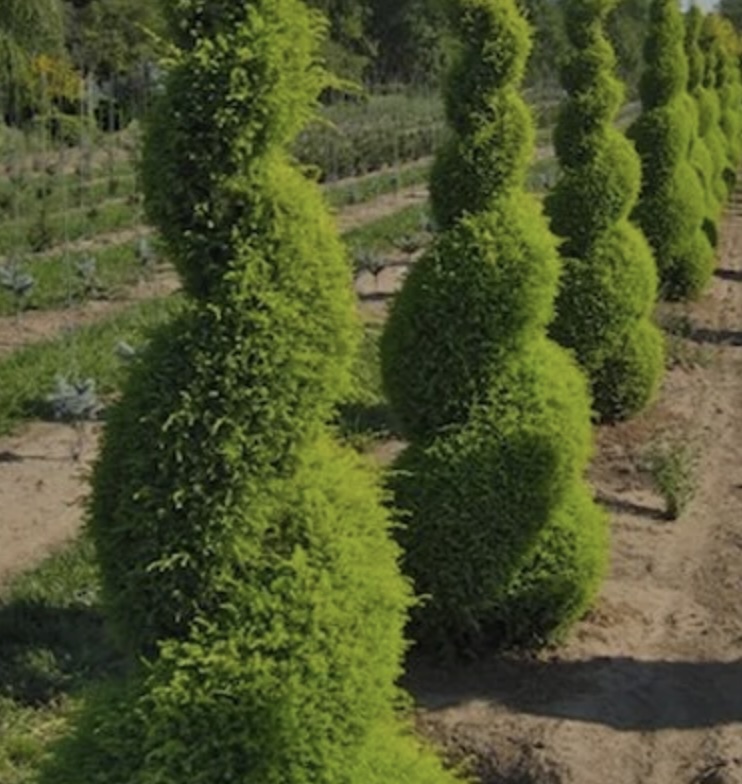 Gold Cone Spiral Juniper  42" 