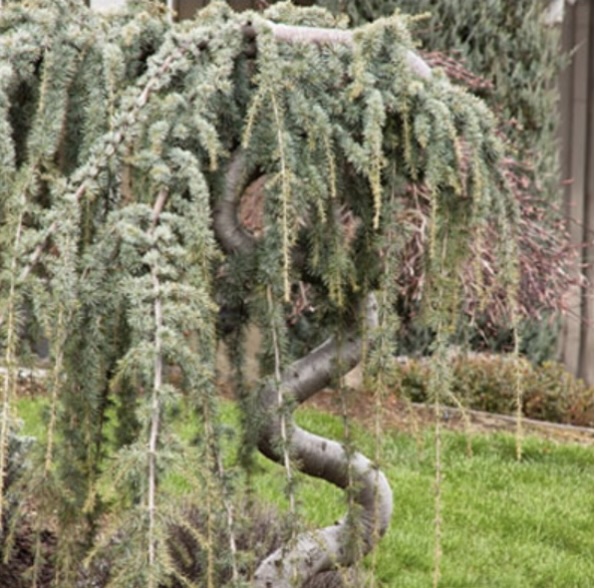 Blue Atlas Serpentine Cedar 4'