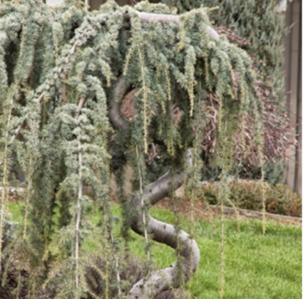 Blue Atlas Serpentine Cedar 4'