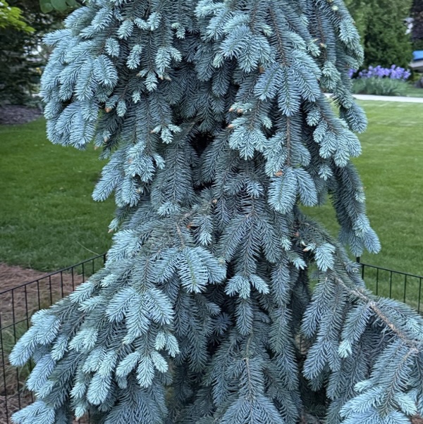 Colorado Weeping Blue Spruce 10G
