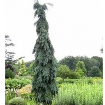 Bruns Serbian Weeping Spruce 10G