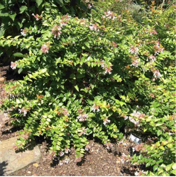 Canyon Creek Abelia 3-5G