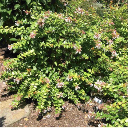 Canyon Creek Abelia 3-5G