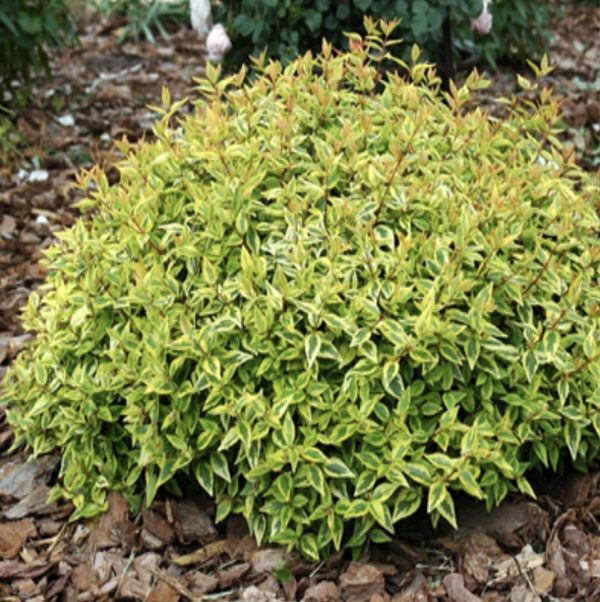 Kaleidoscope Abelia  3-5G