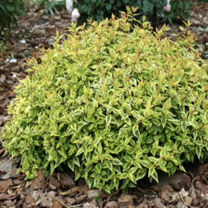 Kaleidoscope Abelia  3-5G