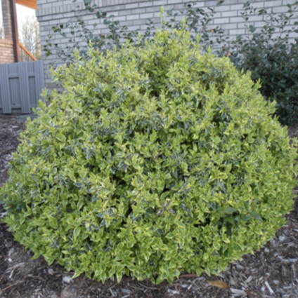 Radiance Abelia 3-5G