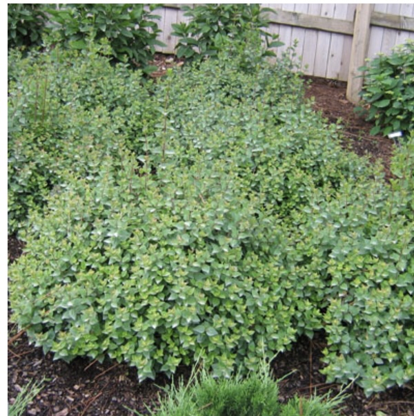 Rose Creek Abelia 3-5G