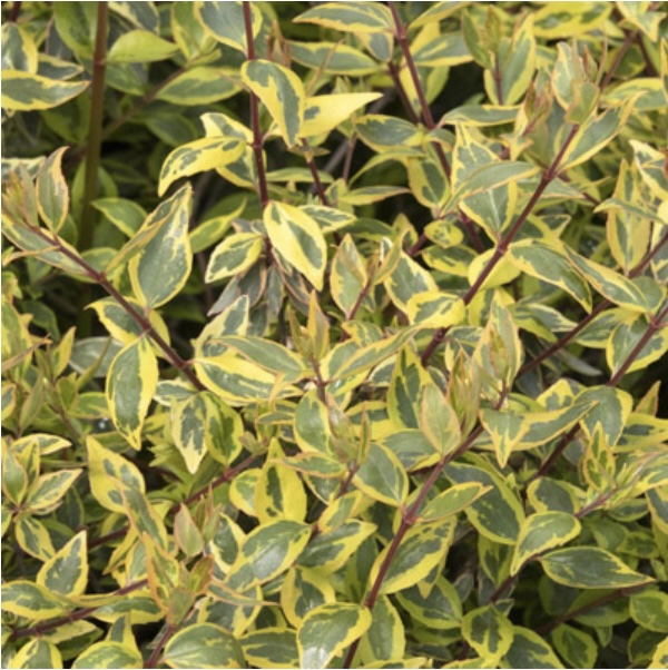 Sunshine Daydream Abelia 3-5G