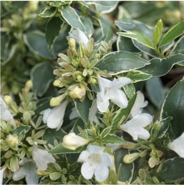 Twist of Vanilla Abelia 3-5G