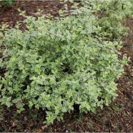 Mucho Gusto® Abelia 2G