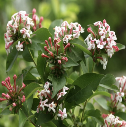 Sweet Emotion® Abelia 2G