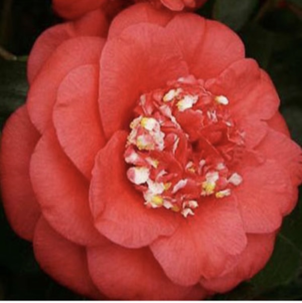Camellia April Tryst 3-5G