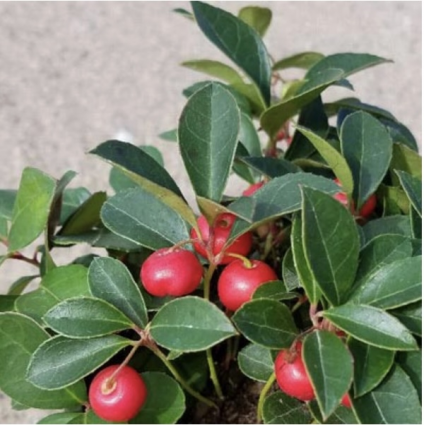 Cherry Berries Gaultheria 1G 1G