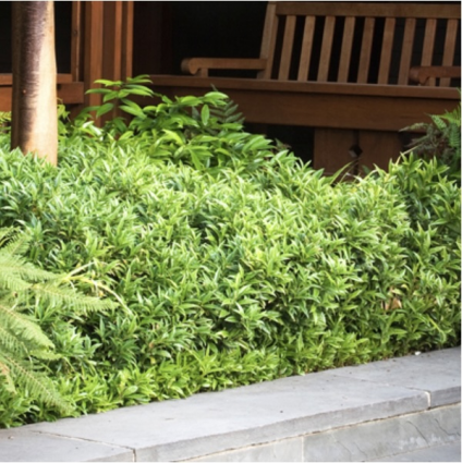 Himalayan Sweet Box 1G