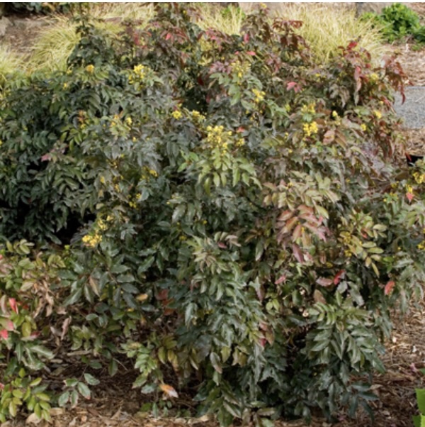 Mahonia 3-5G