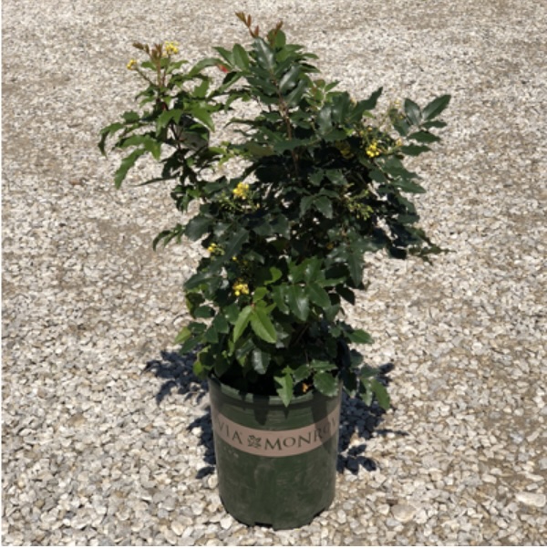 Compact Mahonia 3-5G