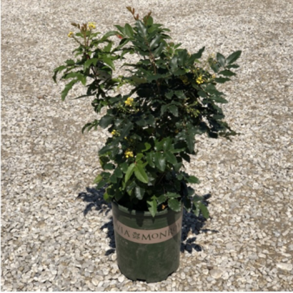 Compact Mahonia 3-5G