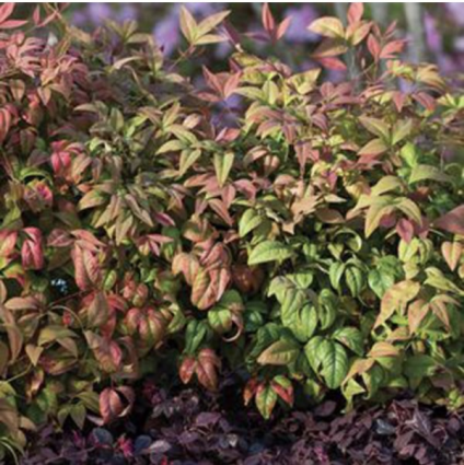 Blush Pink Nandina 3-5G