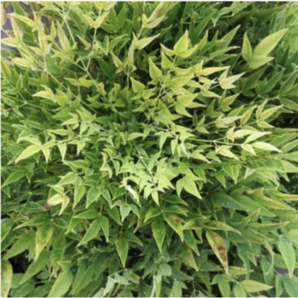 Cool Glow Lime Nandina 3-5G