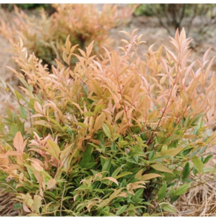 Cool Glow Peach Nandina 2G