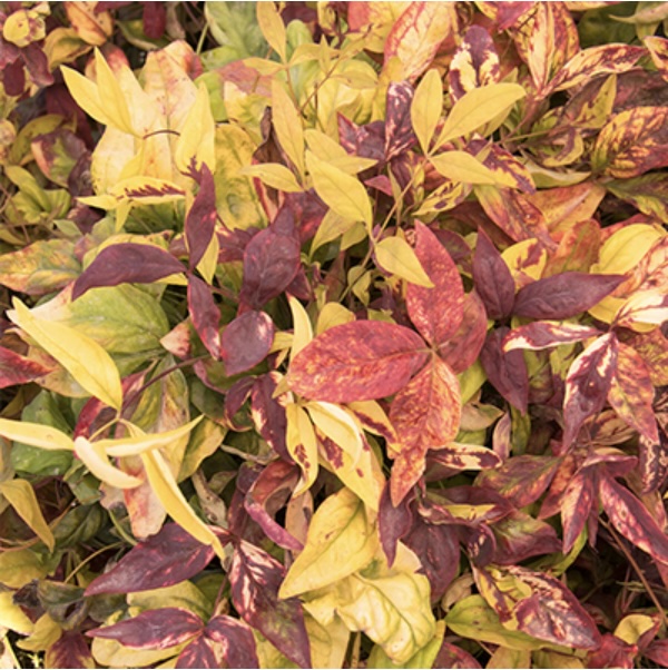Firepower Dwarf Nandina 2G
