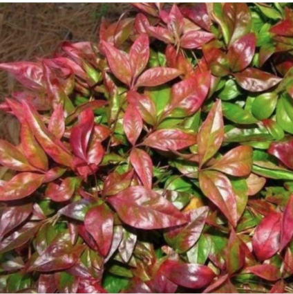 Firepower Dwarf Nandina Shrub 8"