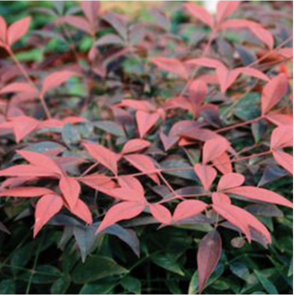 Flirt Nandina 3-5G
