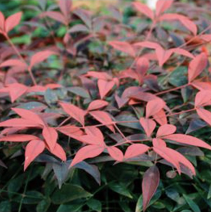 Flirt Nandina 3-5G