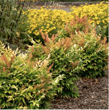 Gulf Stream Nandina 2G