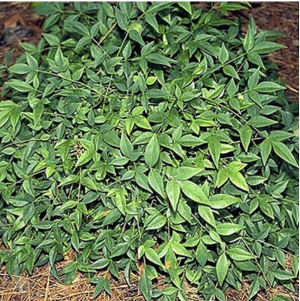 Harbour Dwarf Nandina 2G