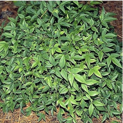 Harbour Dwarf Nandina 2G