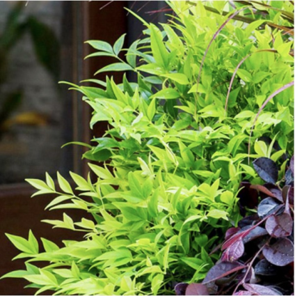 Lemon Lime Nandina 3-5G