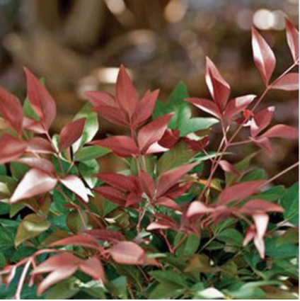 Obsession Nandina 3-5G