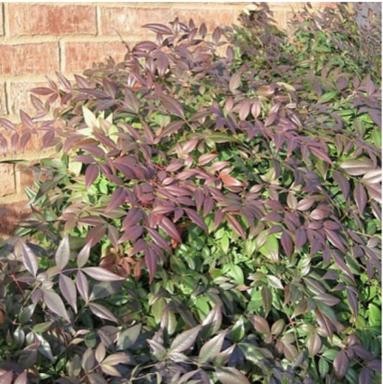 Sunray Nandina 3-5G