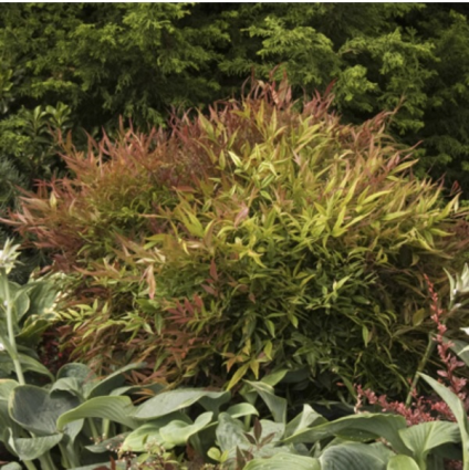 Sienna Sunrise Nandina 3-5G