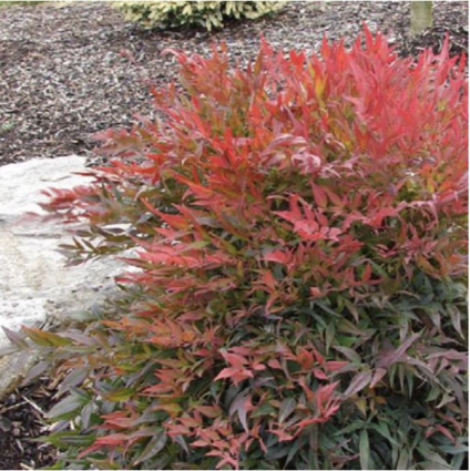 Tuscan Flame Nandina 3-5G