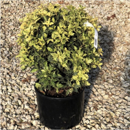 Goshiki Osmanthus 3-5G