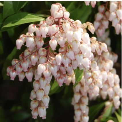 Katsura Pieris japonica 3-5G
