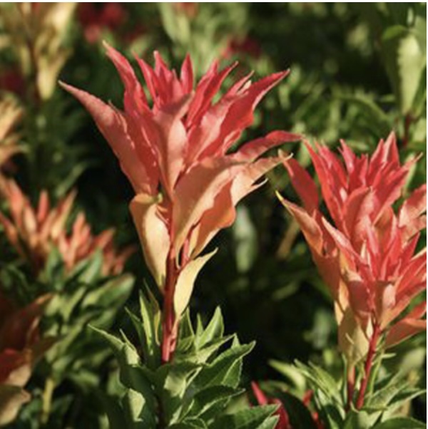 Mountain Fire Pieris japonica 3-5G