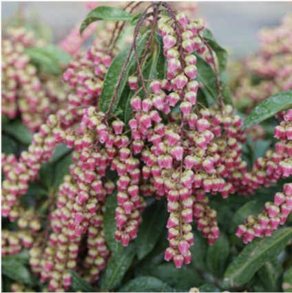Interstella Pieris Proven Winners 3-5G
