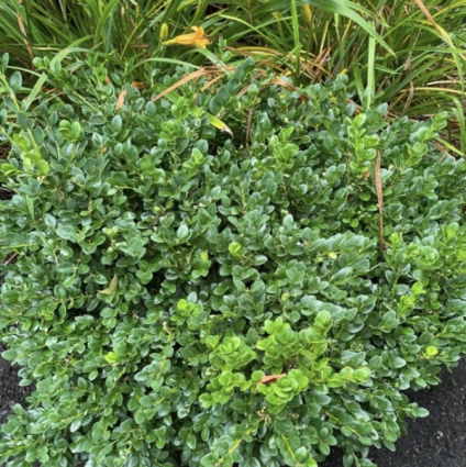 Neatball® Boxwood 2G