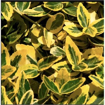 Emerald 'n Gold Euonymus 3-5G