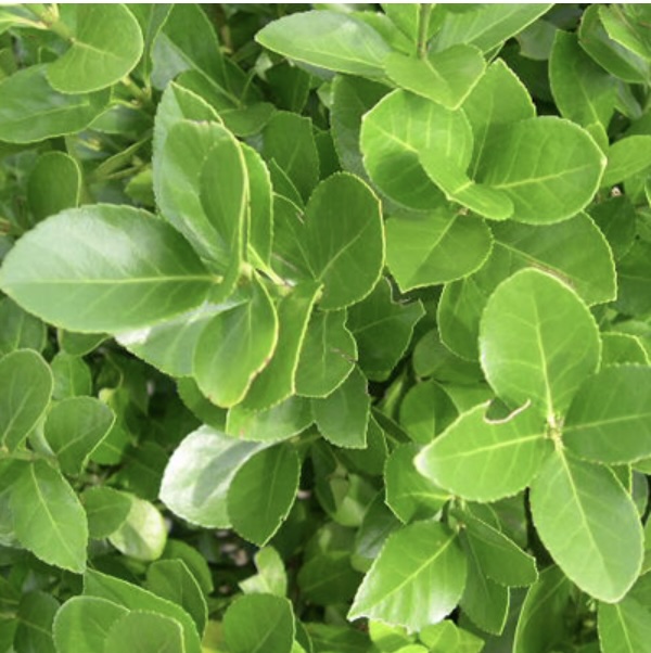 Manhattan Euonymus 3-5G